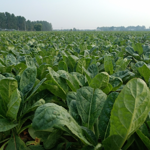 江蘇地黃種植戶(hù)