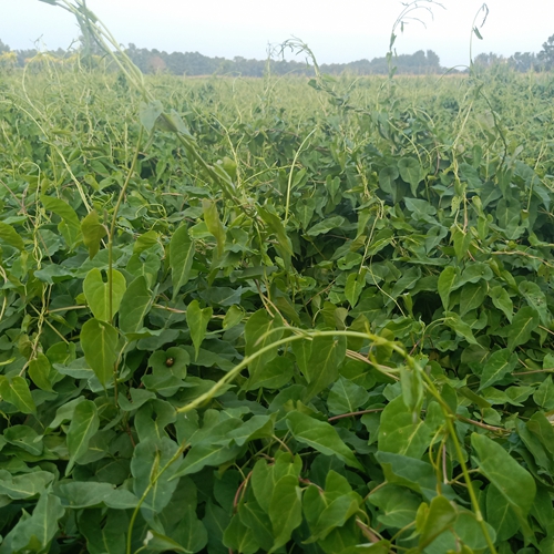 內(nèi)蒙何首烏種植戶
